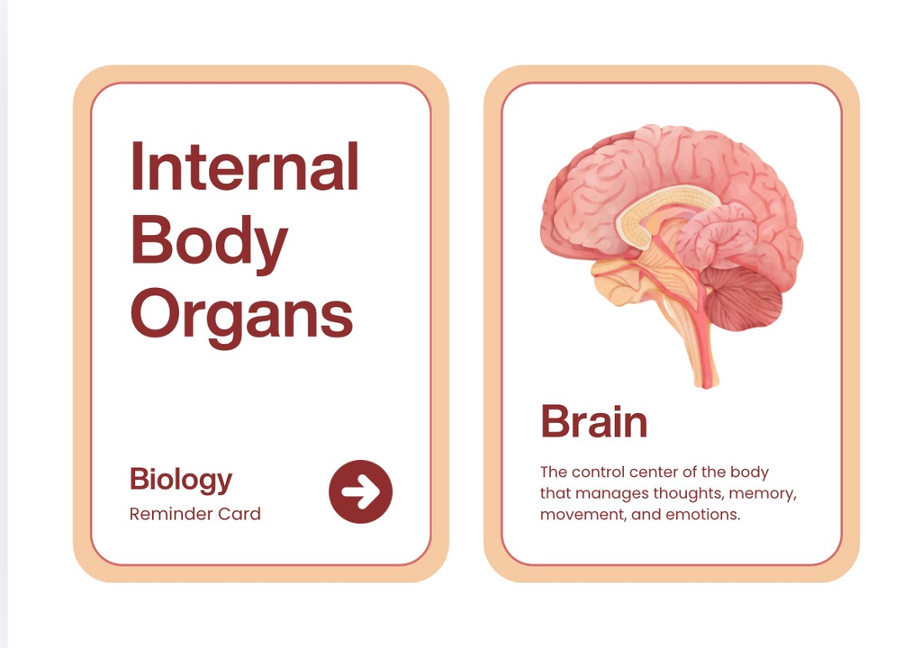 Internal Body Organs cards